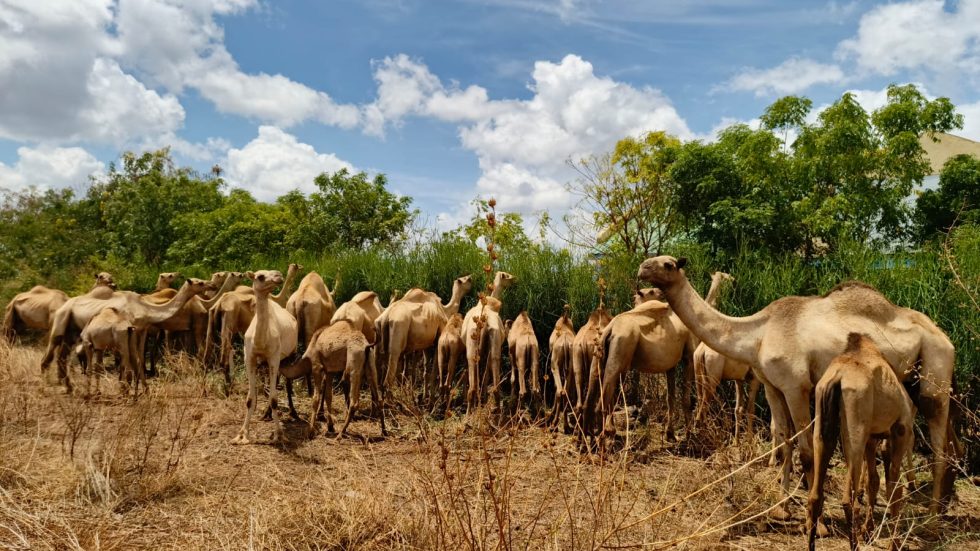 Camel milk marketing in Kenya underpinned by a moral economy - Jameel ...